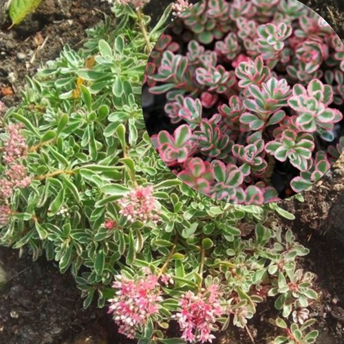 Sedum spurium 'Tricolor' - Roomav kukehari 'Tricolor' C1/1L